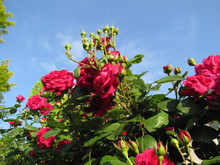 20120626lakegarden_redrose.JPG