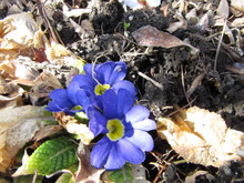 20130315 primura.JPG