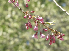 20130427sakura&konasi.JPG