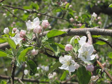 20130508apple tree.JPG