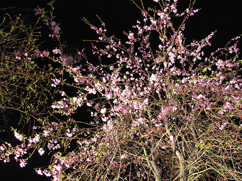 アメリーハウス軽井沢のしだれ桜